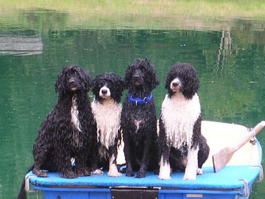 384x288xBoatdoggies_000.jpg.pagespeed.ic.MdTgNaEZqi